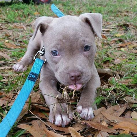 Click on a number to view those needing rescue in that state. . Free pitbull puppy near me